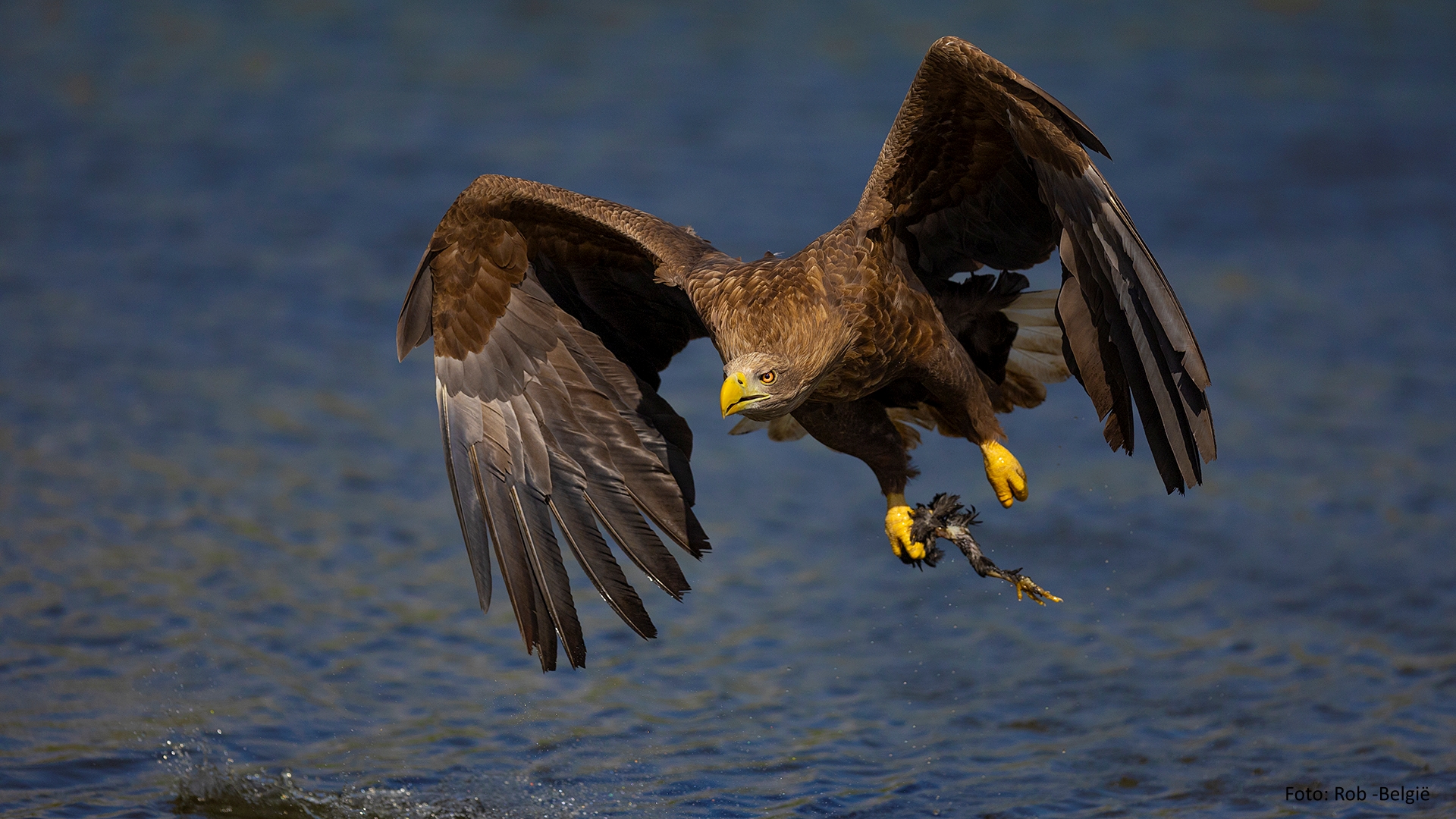 De Valk Roofvogels